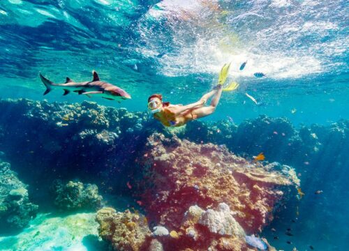 Ultimate Encounters - Snorkel with Sharks